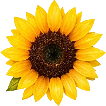 Bright yellow sunflower on a light background